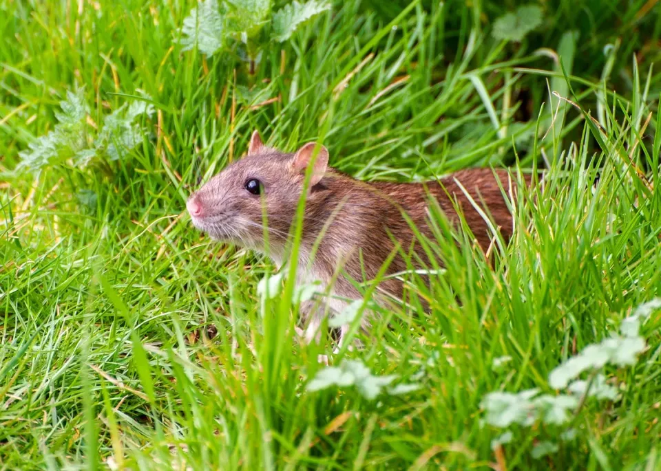 Brown Rat — Pest Control