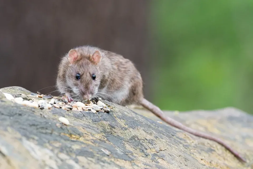 Brown Rat — Pest Control