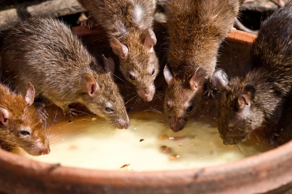 Rats — Pest Control — Rats, Clay Bowl, Milk, Pest Control, Pest Control