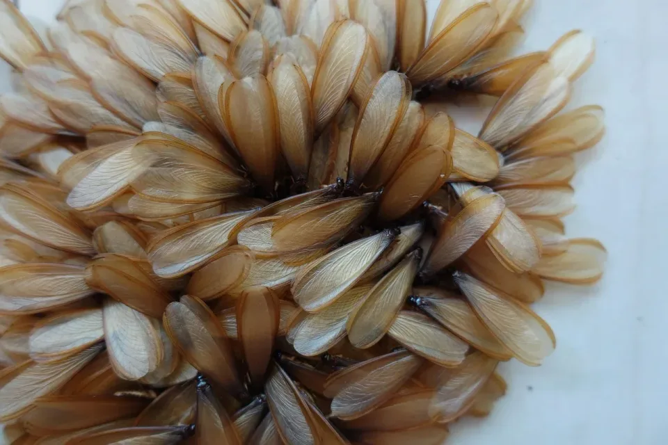 Termite Swarmers — Pest Control — Termite Swarmers, Insect Wings, Termite Bodies, Pest Control, Pest Control