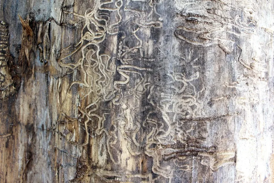 Tree Trunk — Pest Control