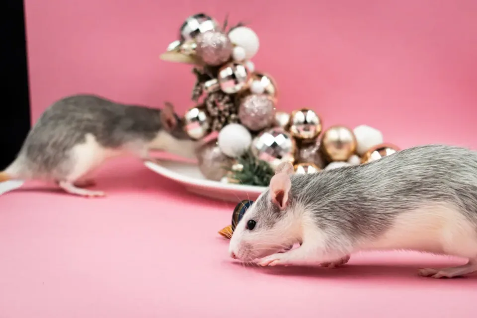 Two Rats — Pest Control — Two Rats, Christmas Ornaments, White Plate, Pest Control, Pest Control