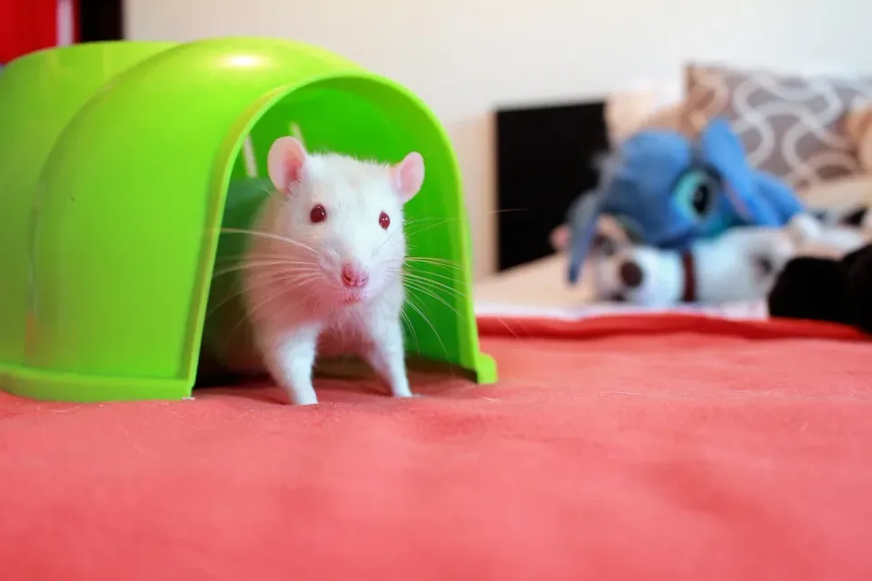 White Rat — Pest Control — White Rat, Green Plastic Igloo, Red Blanket, Pest Control, Pest Control