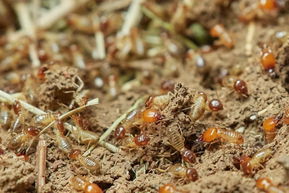 Worker Termites — Pest Control — Worker Termites, Soldier Termites, Soil, Pest Control, Pest Control
